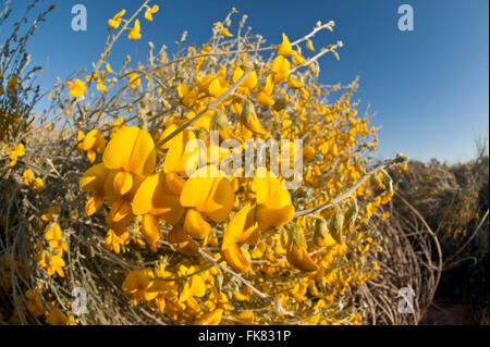 Australische Wüste Wildblumen - locker-geblümten Rattlepod (Crotalaria Eremaea) Stockfoto