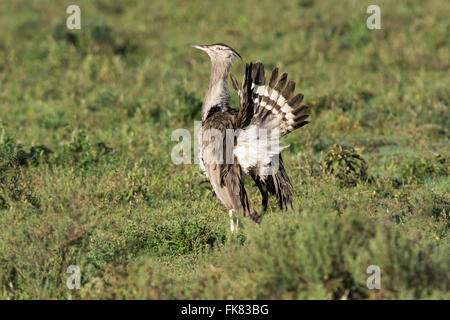 Kori Bustard (Ardeotis Kori), Anzeige von männlich. Stockfoto