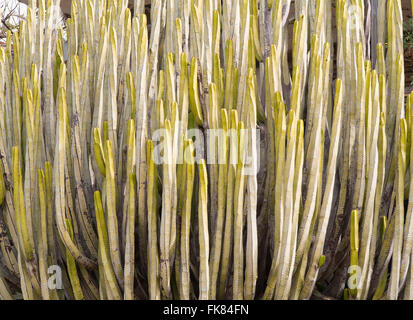 Dekorative fast abstrakten Muster und Textur erstellt von Euphorbia Canariensis, Kanarische Wolfsmilch, endemisch auf den Inseln-Teneriffa-Spanien Stockfoto