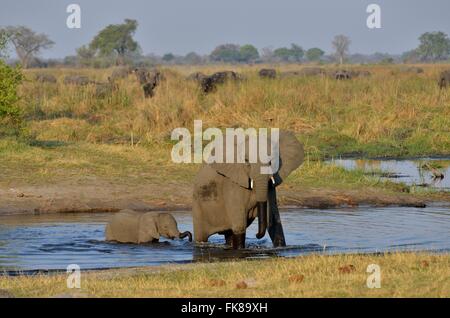 Elefant (Loxodonta Africana), Kuh mit Kalb in Cuando River, Bwabwata Nationalpark, Sambesi Region Caprivi Strip, Namibia Stockfoto