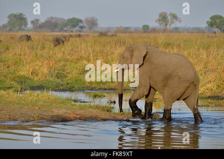 Elefant (Loxodonta Africana) überqueren Cuando River, Bwabwata Nationalpark, Sambesi Region Caprivi Strip, Namibia Stockfoto