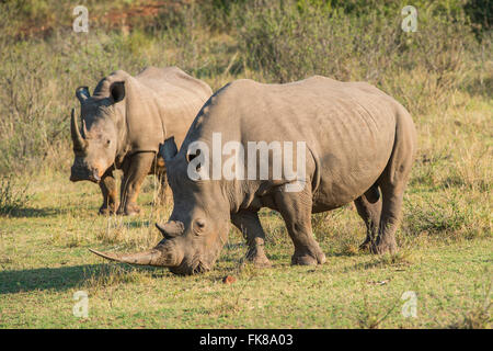 Weiden, weißer Rhinoceros (Ceratotherium Simum), Soutpansberg, Südafrika Stockfoto