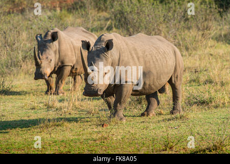 Weiße Nashörner (Ceratotherium Simum), Soutpansberg, Südafrika Stockfoto