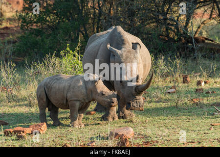 Junger weißer Rhinoceros (Ceratotherium Simum) mit Mutter, Soutpansberg, Südafrika Stockfoto