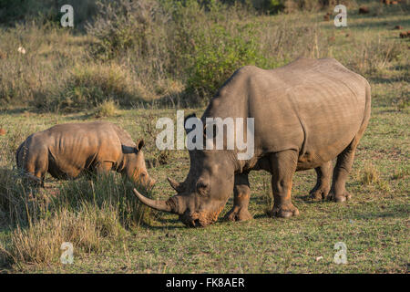 Weiden, weiße Nashörner (Ceratotherium Simum), Soutpansberg, Südafrika Stockfoto