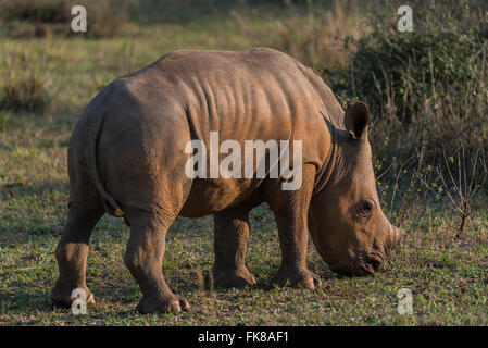 Breitmaulnashorn (Ceratotherium Simum), Soutpansberg, Südafrika Stockfoto