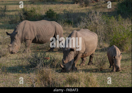 Beweidung weiße Nashörner (Ceratotherium Simum) mit jungen Rhino, Soutpansberg, Südafrika Stockfoto