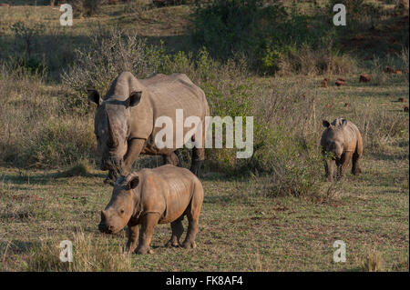 Weiße Nashörner (Ceratotherium Simum) mit jungen Nashörner, Soutpansberg, Südafrika Stockfoto