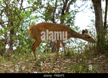 Mala Mala Game Reserve, Sabi Sands Game Reserve, Buschbock (Tragelaphus Scriptus), Mpumalanga, Südafrika Stockfoto