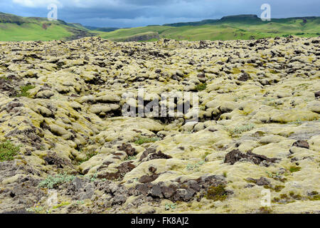 Lava mit Niphotrichum Elongatum Moos (Niphotrichum Elongatum), Eldhraun Lavafeld, Island Stockfoto