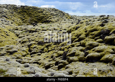 Lava mit Niphotrichum Elongatum Moos (Niphotrichum Elongatum), Eldhraun Lavafeld, Island Stockfoto