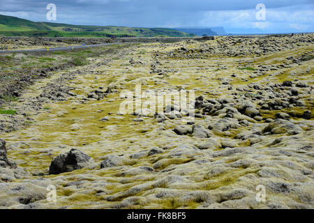 Lava mit Niphotrichum Elongatum Moos (Niphotrichum Elongatum), Eldhraun Lavafeld, Island Stockfoto