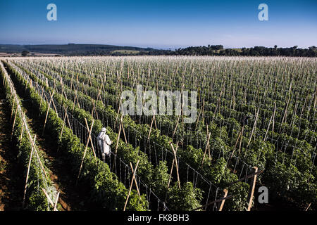 Ländliche Arbeiter Tomaten Pflanzen in ländlichen envarado Stockfoto