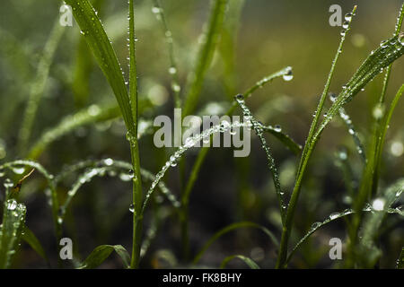 Detail von Wassertropfen auf Blättern von Rohrzucker in der Landschaft Stockfoto