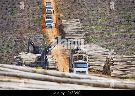 Verladung und Transport von Eukalyptus Stockfoto