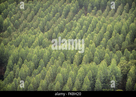 Eukalyptus-Plantagen auf dem Land Stockfoto