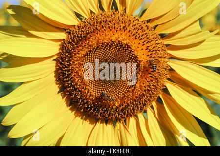 Detail der Bienen auf Sonnenblume - experimentellen Anbau in Agrarian Sciences Center Stockfoto