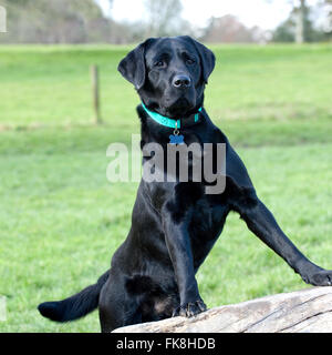 schwarzer Labrador retriever Stockfoto