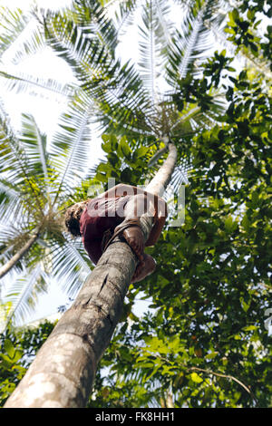 Fünf Jahre alter Junge Klettern Açaizeiro mit Hilfe von peconha Stockfoto