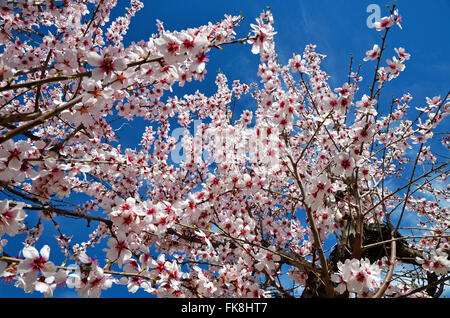 Mandel-Blumen Stockfoto