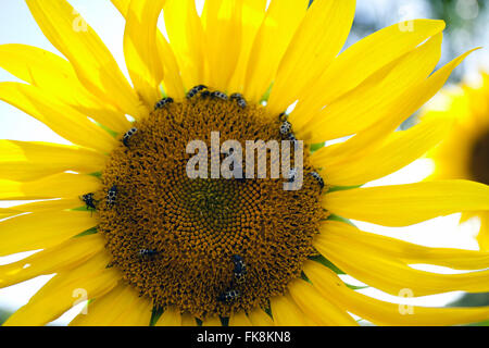 Detail der Bienen auf Sonnenblume in Landschaft Stockfoto