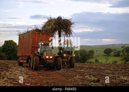 Traktor Rohrzucker nach der mechanischen Ernte auf dem Lande am späten Nachmittag sammeln Stockfoto