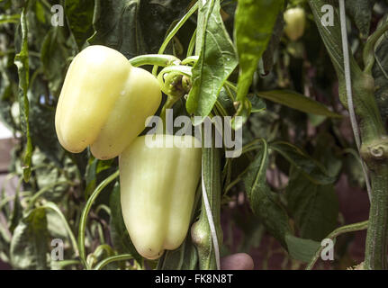 Pflanzen im Gewächshaus Paprika auf dem Lande gefärbt Stockfoto