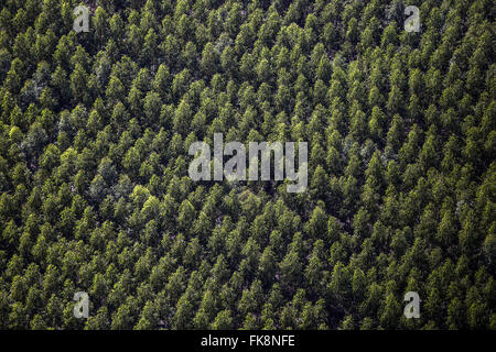 Luftaufnahme von Eukalyptus-Plantagen für die Papierindustrie Stockfoto