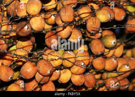 Früchte der Palme Jeriva - Syagrus Romanzoffiana - palm Native des Atlantischen Regenwaldes Stockfoto