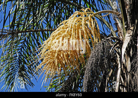 Bocaiuva oder Macauba - Acrocomia Aculeata - Brasilianer einheimischer Baum Stockfoto