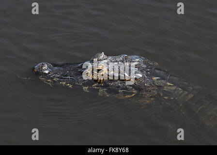 Jacare Marsh - Caiman Crocodilus Yacare - Pantanal Stockfoto