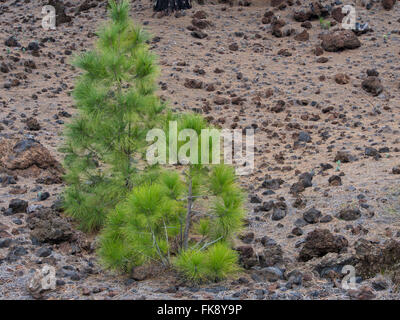 die kanarische Kiefer, Pinus Canariensis, Jungpflanzen auf der Seite ein Fußweg in Teneriffa, Spanien Stockfoto