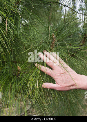 die kanarische Kiefer, Pinus Canariensis, die nadelartigen Blätter können problemlos, solange ein mans Hand, Teneriffa-Spanien Stockfoto