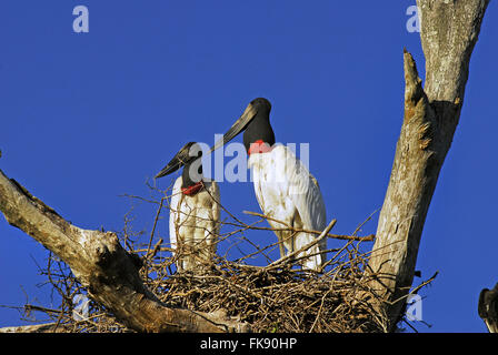 Tuiuiu - Jabiru Mycteria - Vogel-Symbol des Pantanal Stockfoto