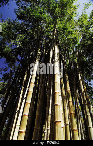 Riesenbambus - Dendrocalamus giganteus Stockfoto