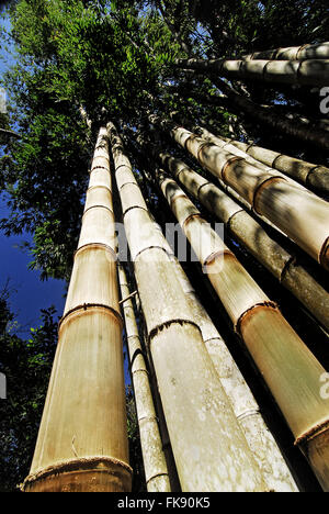 Riesenbambus - Dendrocalamus giganteus Stockfoto