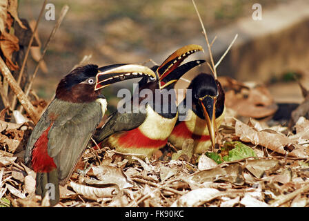 Aracari-Braun im Pantanal - Castanotis Pteroglossus Stockfoto