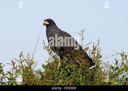 Black-Hawk - Buteogallus Urubitinga - in der Pantanal Pocone Stockfoto
