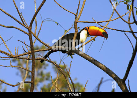Riesentukan - Ramphastos Toco - Pantanal Pocone Stockfoto