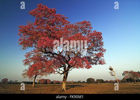 IPE-lila oder Rosa blühenden Ipe, auch genannt Piuva - Tabebuia sp Stockfoto