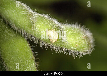 Caterpillar Schäden in Soja-pod Stockfoto