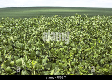 Soja-Plantage auf dem Lande Stockfoto