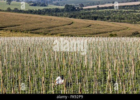 Ländliche Arbeiter Tomaten Pflanzen in ländlichen envarado Stockfoto