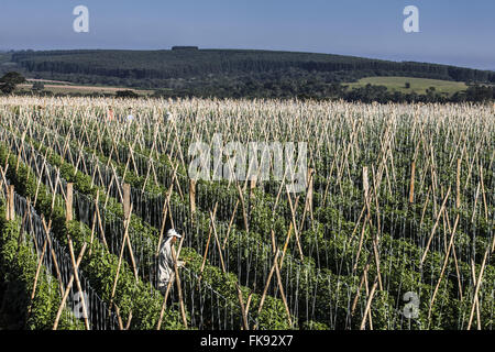 Ländliche Arbeiter Tomaten Pflanzen in ländlichen envarado Stockfoto