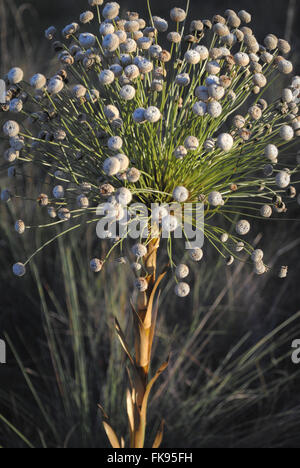 Evergreen Park in Grande National Hinterland Wanderwege, auch bekannt als chuveirinho Stockfoto