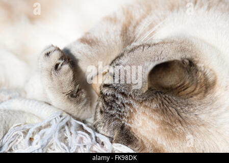 Siamesische Katze auf Seite liegend mit gebogenen Pfoten. Natürliches Licht, geringe Schärfentiefe, konzentrierte sich auf die Schnauze und die Pfote. Stockfoto