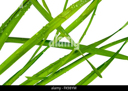 Nasse Sommer Grashalme vor einem weißen Hintergrund Stockfoto