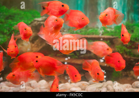 dekorative Aquarium in Shanghai, China, chinesisches Restaurant, Vienna International Hotel Stockfoto