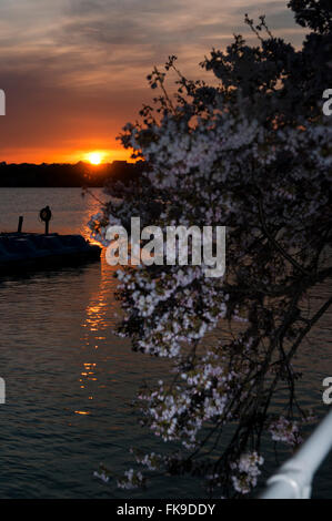 Sonnenuntergang auf dem Potomac River, Cherry Blossom Festival, Washington DC Stockfoto