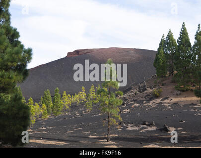 Erstarrter Lava Felsen Vulkan, Sand und kanarische Kiefer, Pinus Canariensis, begegnet auf einer Wanderung in Montanas Negras Teneriffa Stockfoto